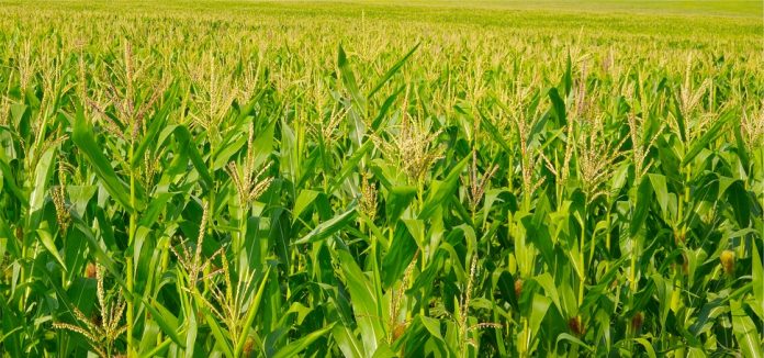 South Africa To Raise Maize Harvest Forecast - African Leadership Magazine