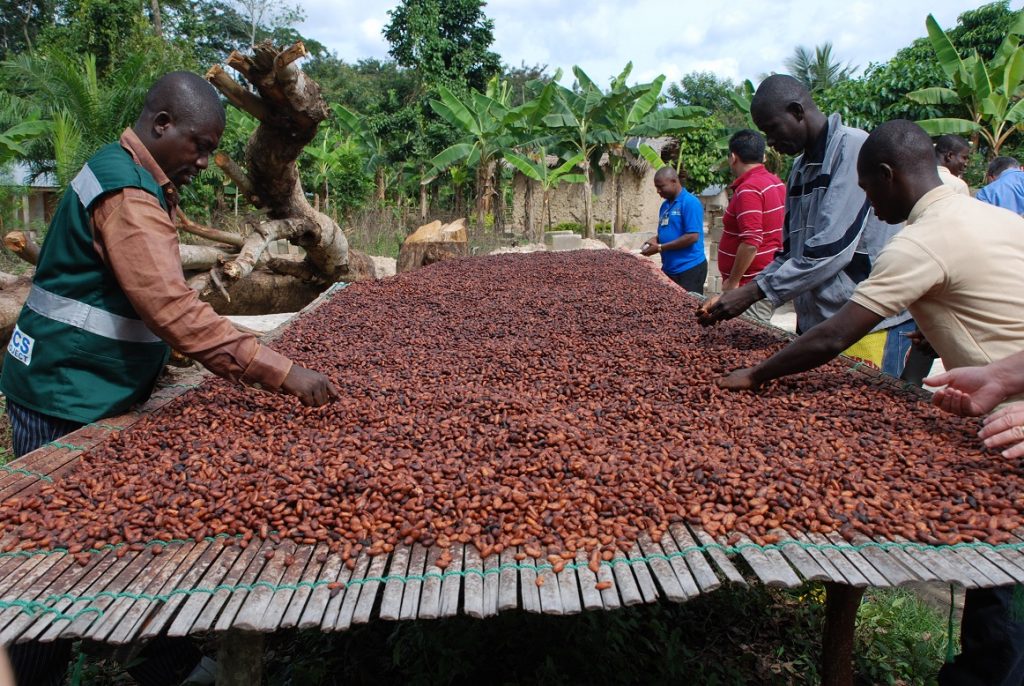 Ivory Coast To Combat Illegal Cocoa Production  African Leadership