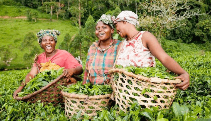 Ethiopia’s Drive to Empower Women in Farming Communities