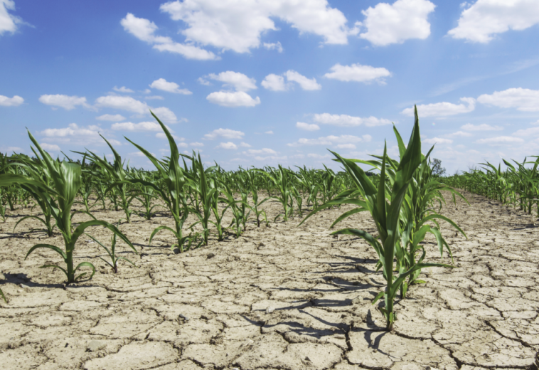 Climate Change and African Agriculture