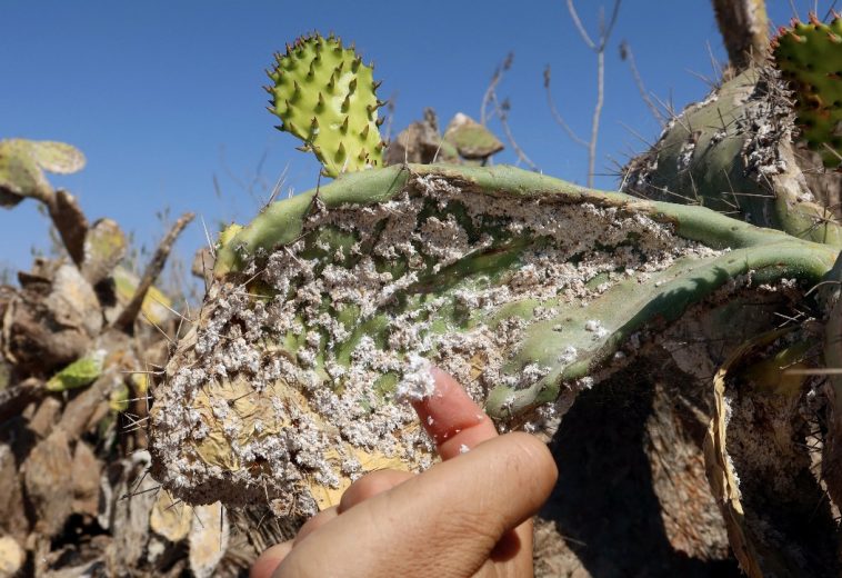 Agricultural Innovations Overcoming Insect Infestations in Tunisia