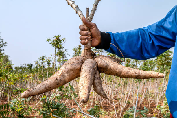 Sierra Leone’s Fisheries and Cassava Value Chains Thrives with New Grant