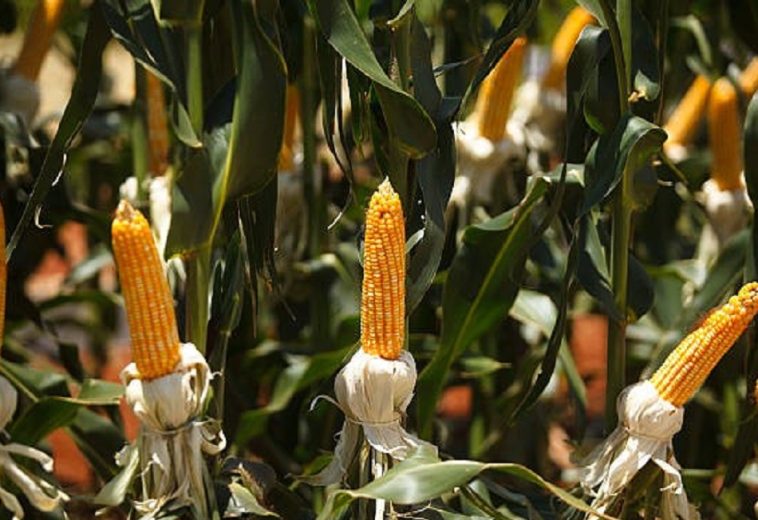 Top 10 Largest Corn Producers in Africa