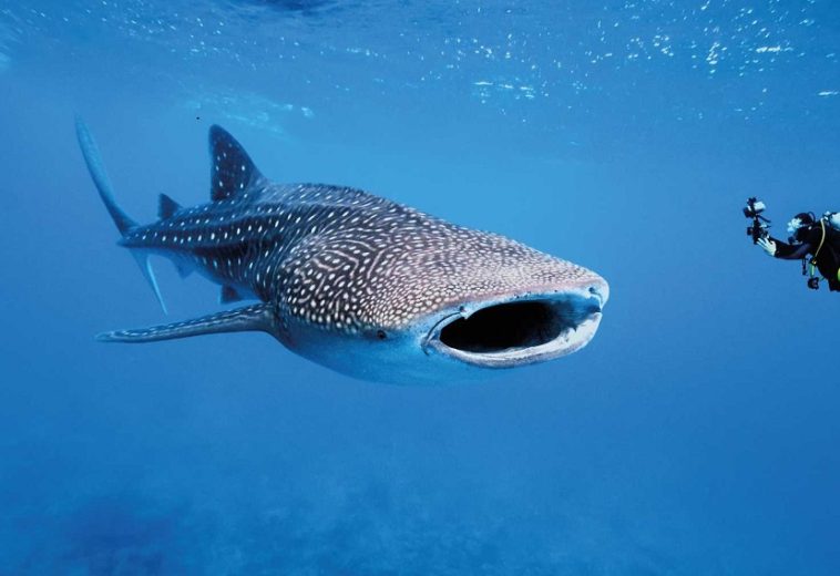 Swim with Whale Sharks: Experience the Magic Waters of Comoros’ Mohéli