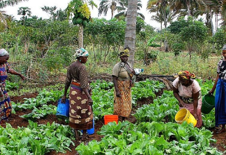 International Day of Rural Women: Celebrating Africa’s Agricultural Backbone