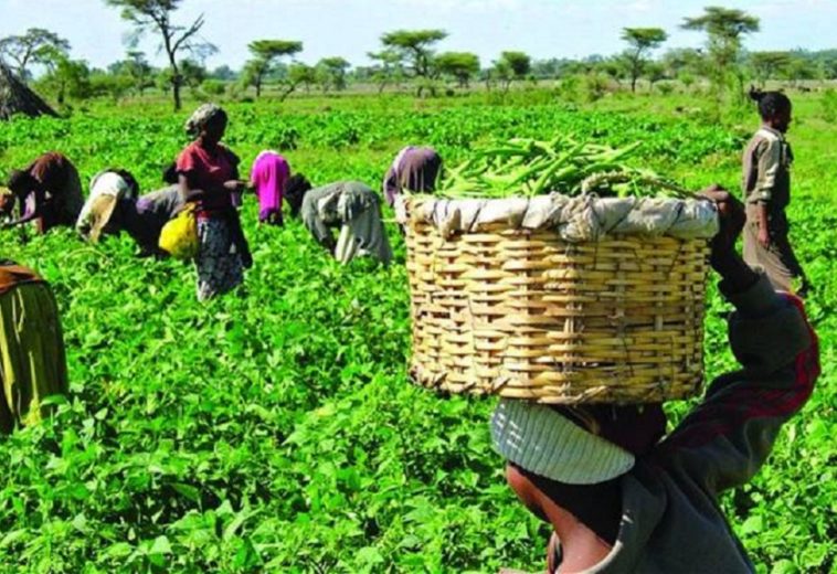 Africa’s Green Revolution: A New Era of Food Security