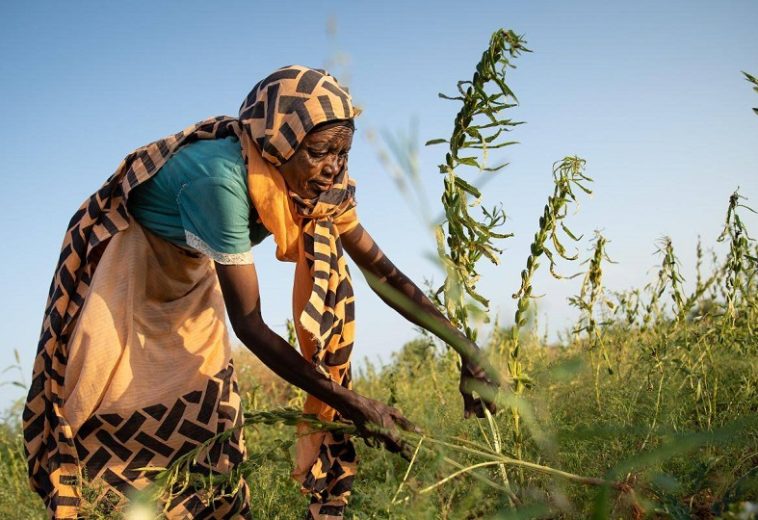 Cross-Border Collaboration in Agriculture Across Africa