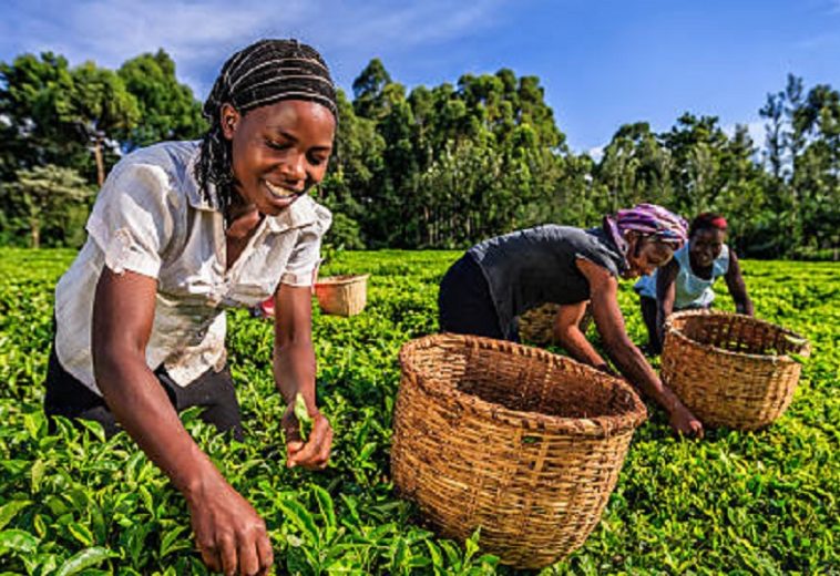 Tea Exports and Dollar Flows: Kenya’s Economic Dynamics