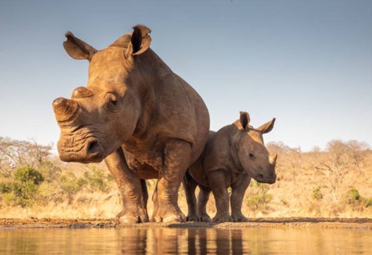 Mozambique’s Rhino Conservation: A Global Model of Resilience and Success