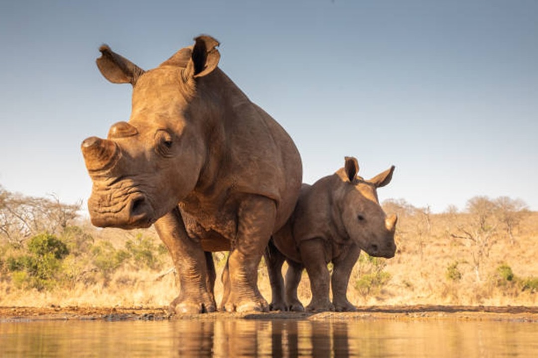 Mozambique’s Rhino Conservation: A Global Model of Resilience and Success