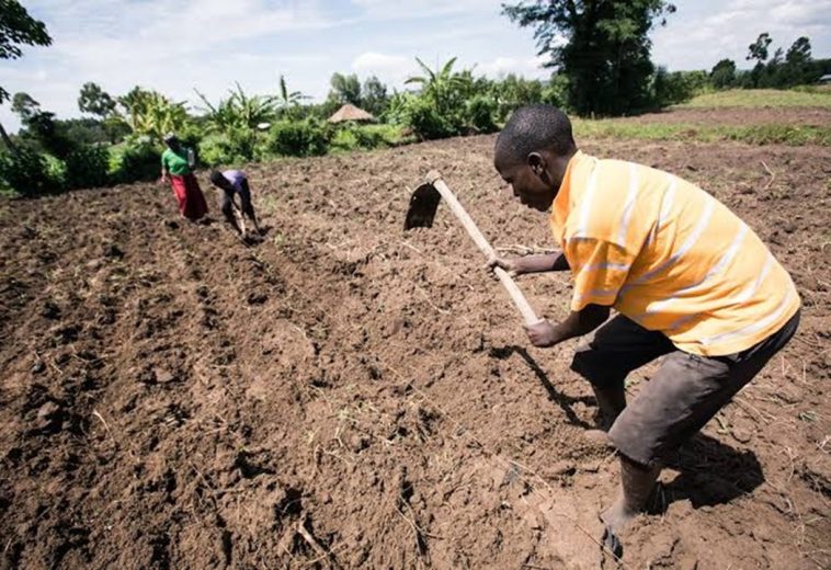 South Sudan & CAR: What’s Next for Agriculture in a Changing Climate?