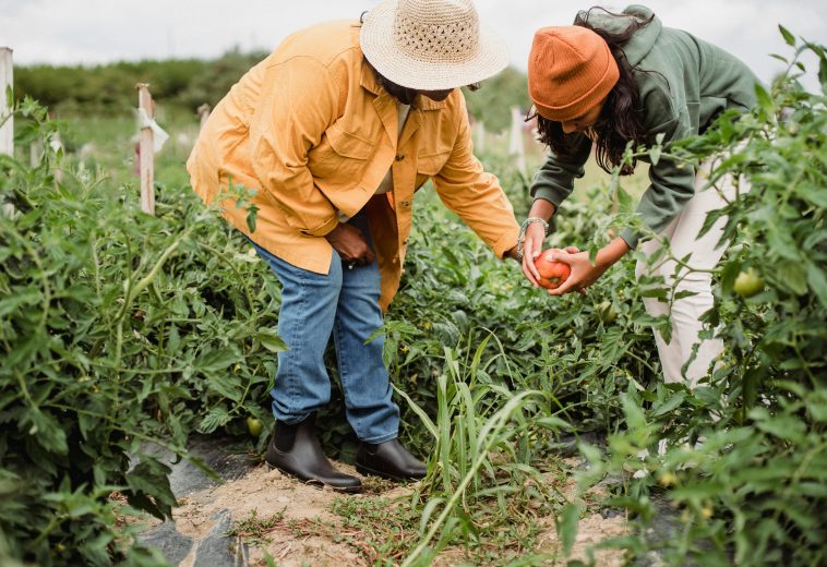 The Role of Intra-African Trade in Boosting Agricultural Productivity