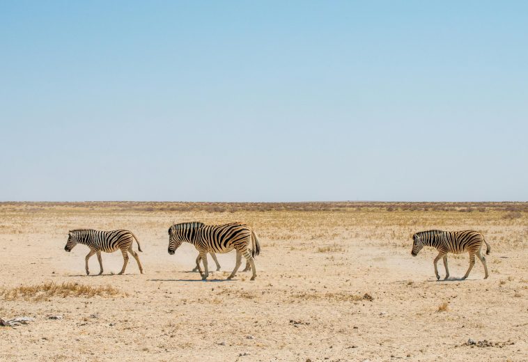 Embrace the Wild: Africa’s Breathtaking Nature-Based Tourism